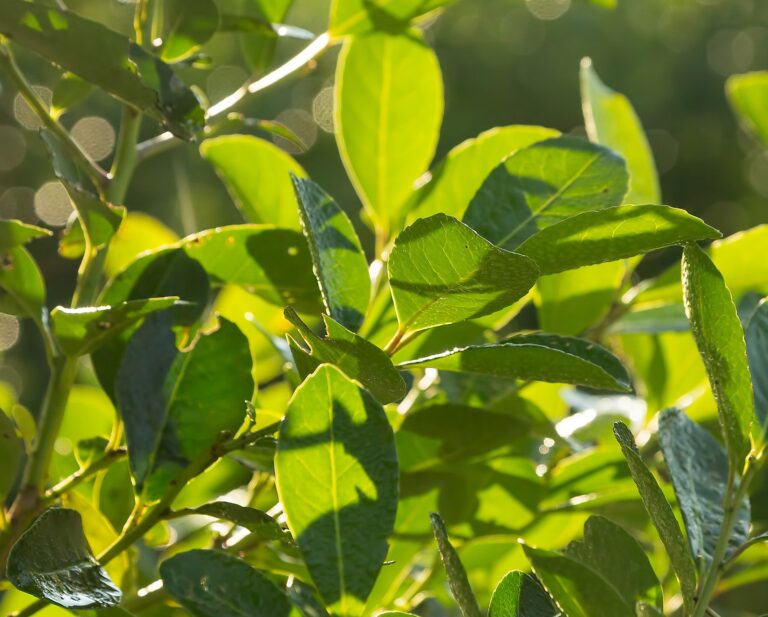 Liście yerba mate na krzewie - zbliżenie