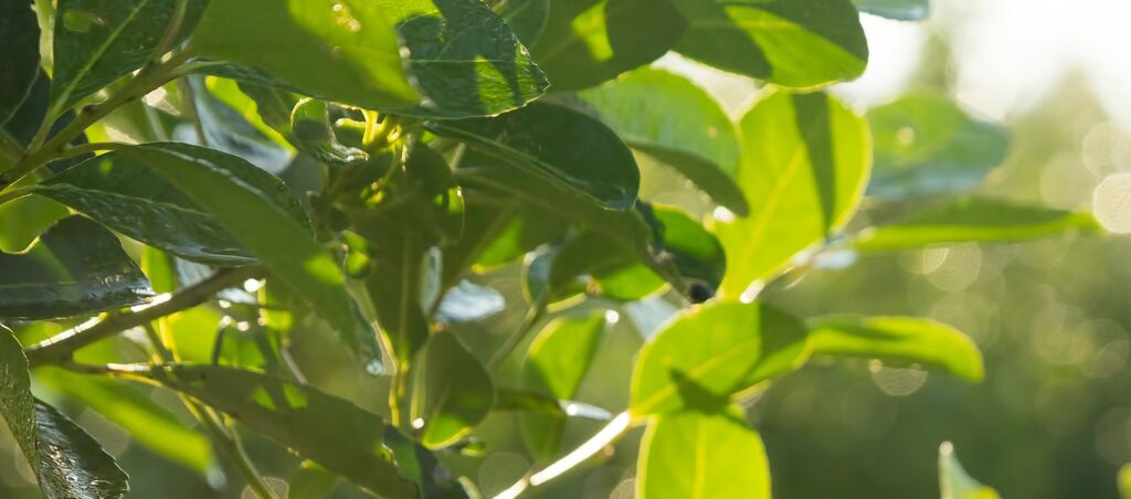 Liście Yerba mate na krzewie